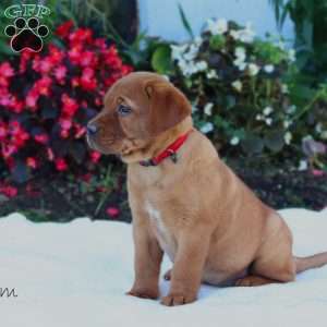 Blossom, Fox Red Labrador Retriever Puppy
